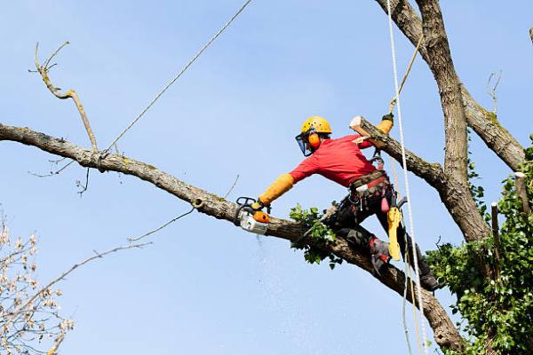 Control Tree Service