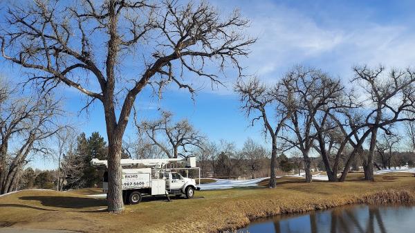 Richis Tree Service