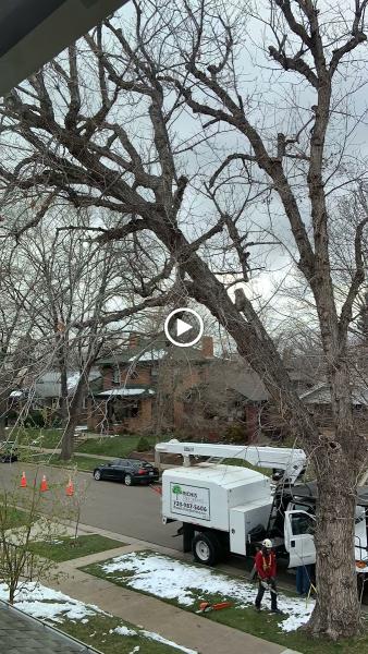 Richis Tree Service