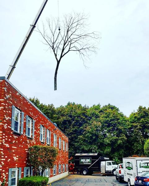 High Line Tree Services