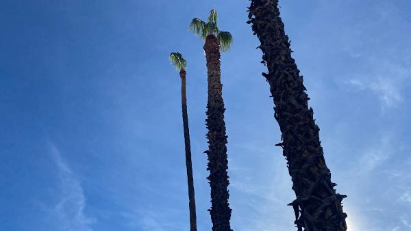 Fernando's Tree Services