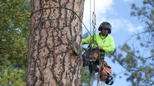 Perez Tree Service
