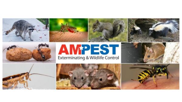 Ampest Exterminating & Wildlife Control
