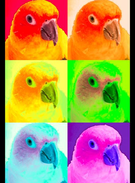 Sun Conure Inc