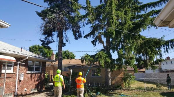 Arbol Tree Service