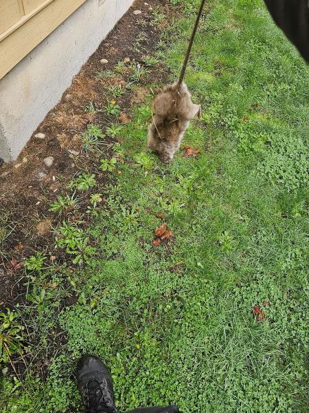 All-Shield Pest Control LLC