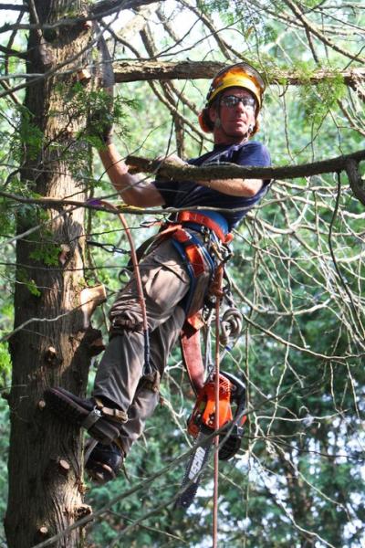 Heritage Tree Care