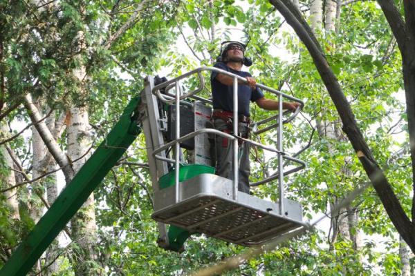 Heritage Tree Care