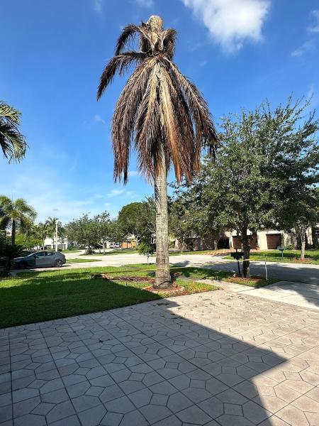 Viking Landscape Services Inc.
