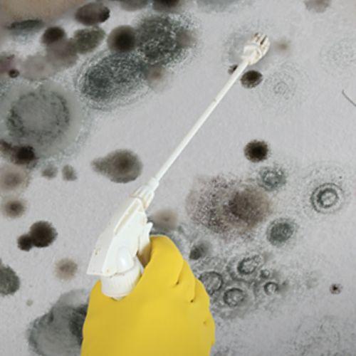 Nalgavit Mold Removal