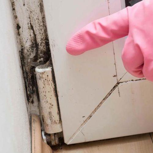 Nalgavit Mold Removal