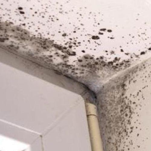 Nalgavit Mold Removal