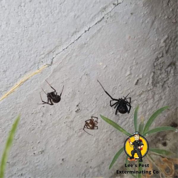 Lee's Pest Exterminating Co