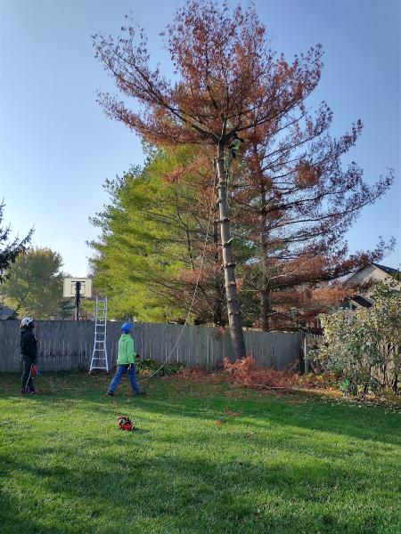 Broken Oak Tree Service LLC