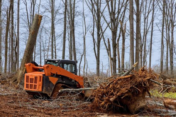 Big Mountain Tree Service