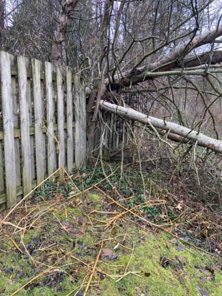 Letts Trim Tree Service and Property Management LLC