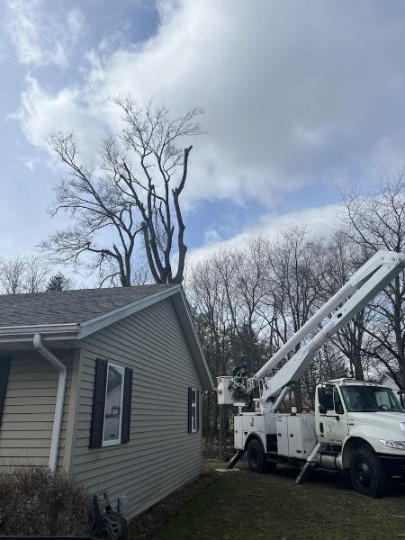 Letts Trim Tree Service and Property Management LLC