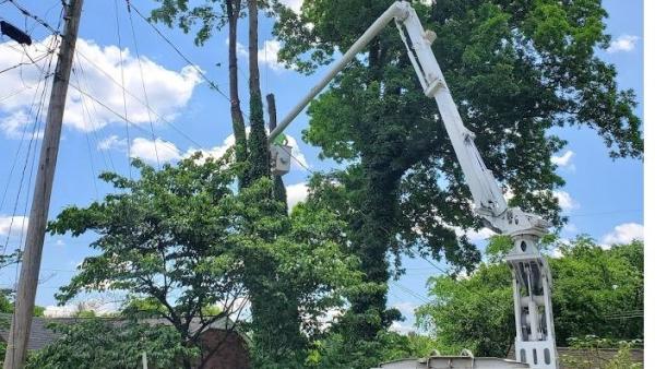 Tree Solutions