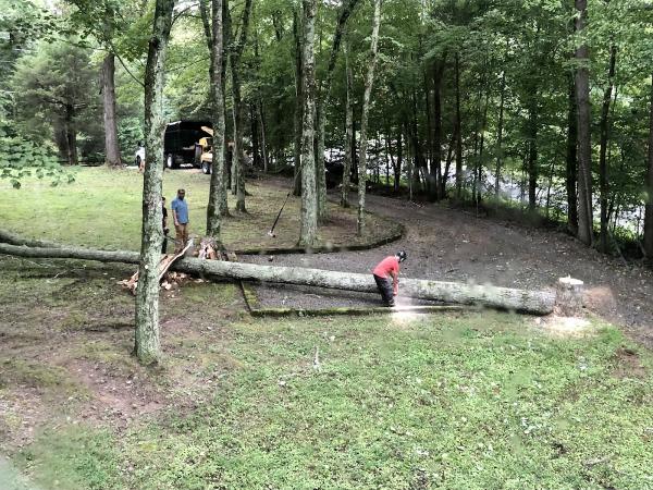 Tree Solutions