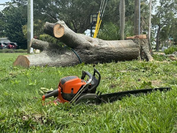 St Pete Tree Service