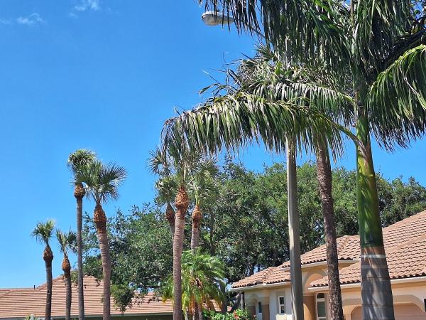 St Pete Tree Service