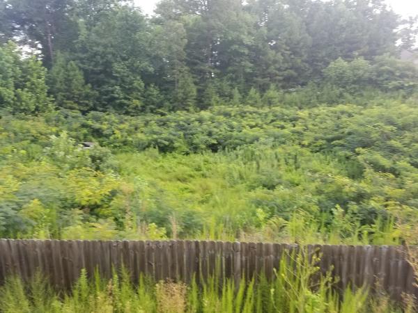 Turman Lawn Care and Tree Service