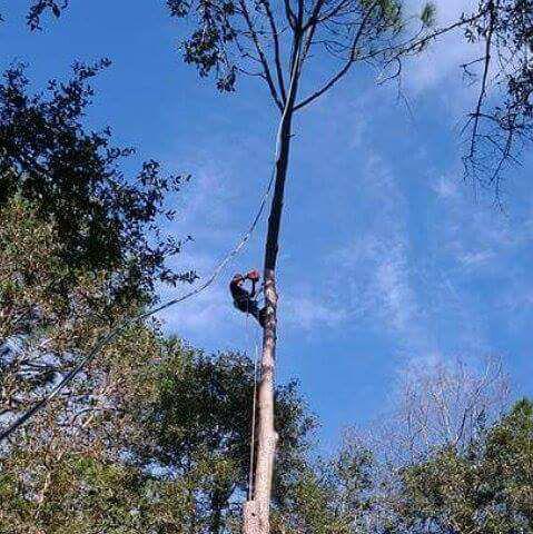 Big Bend Tree Service LLC