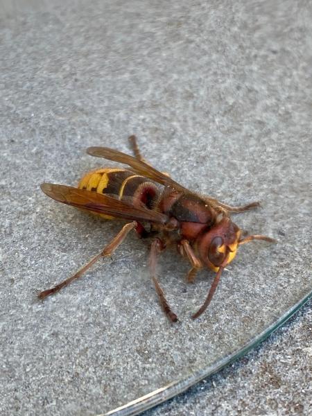 Remedy Pest Control