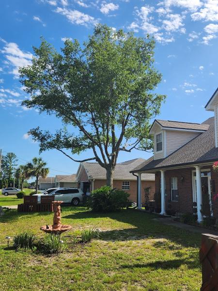 Action Tree Services