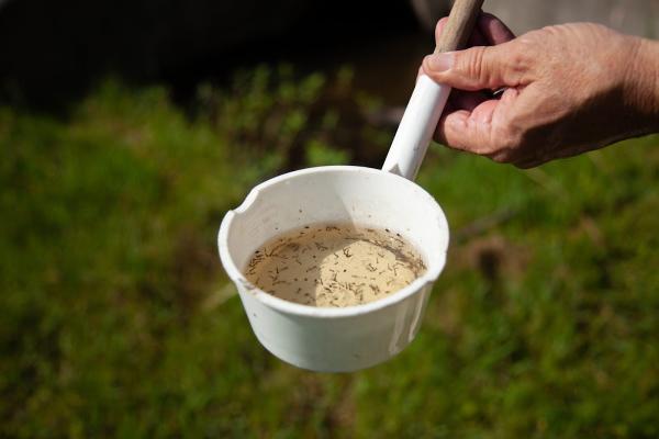 Vdci Mosquito Management