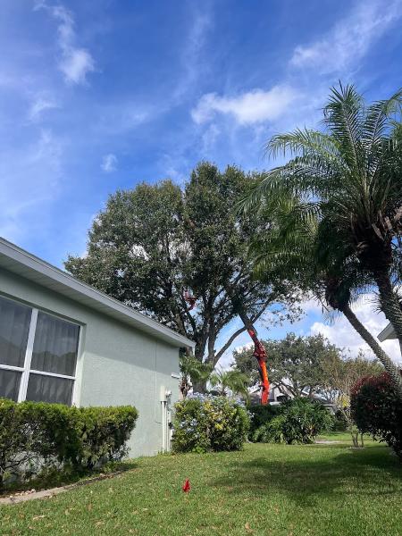 Jolly Tree Giant