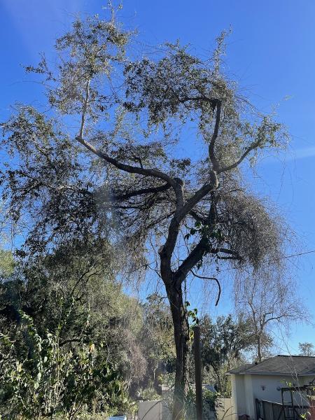 Jolly Tree Giant