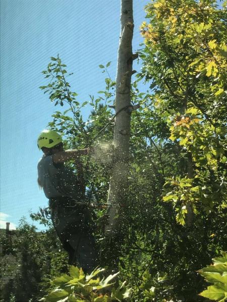 Spartan Tree Care
