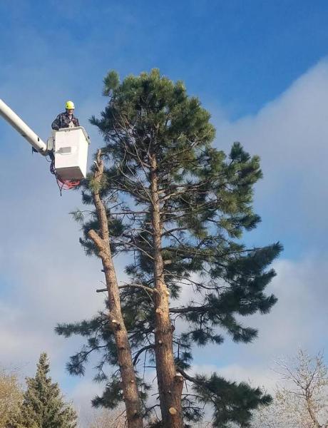 Spartan Tree Care