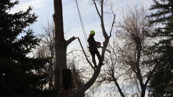 Spartan Tree Care