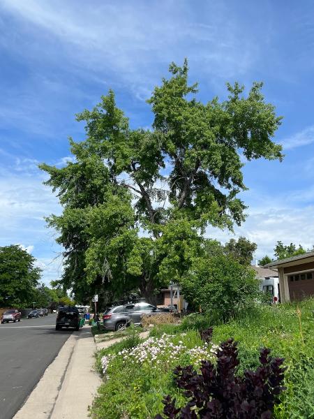 Spartan Tree Care