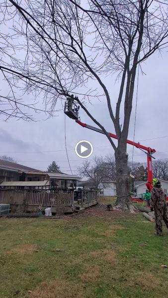 Aim To Tame Tree Services