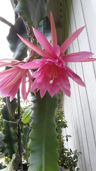 Tropical Landscaping Co