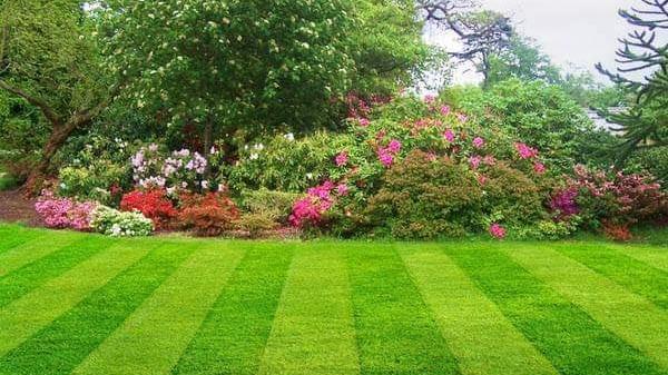 Affordable Lawn Care