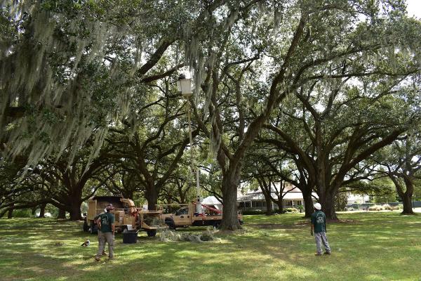 Bayou Tree Service