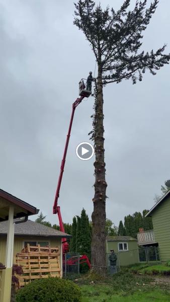 Ed's Arbor Care LLC