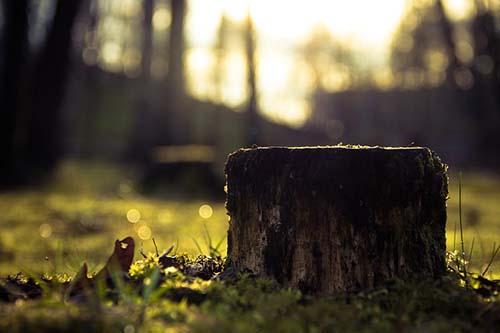 Arlington Tree Service & Stump Grinding