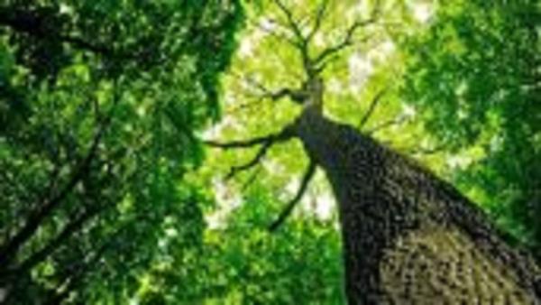 Peak Tree Service