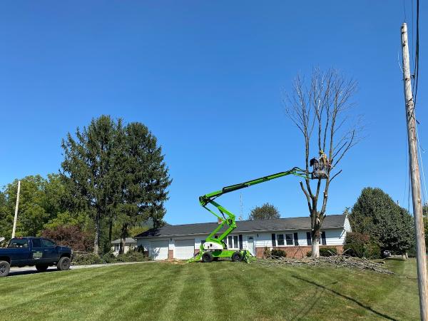 The Tree Surgeon