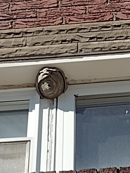 Bee Control