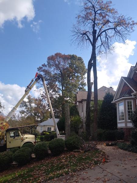 Better Rate Tree Service