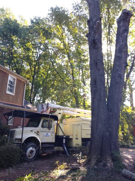 Better Rate Tree Service