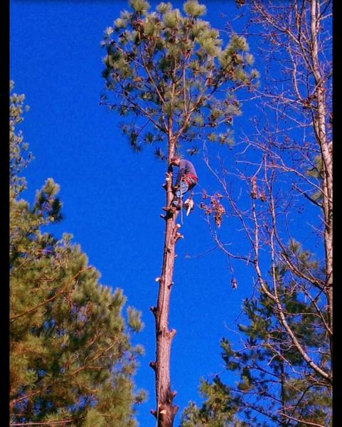 Better Rate Tree Service