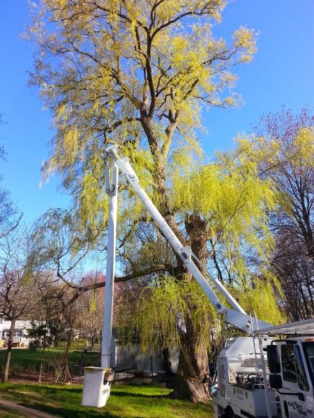 Rayzor's Edge Tree Service