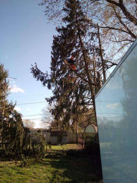 Squirrels Nest Tree Service LLC